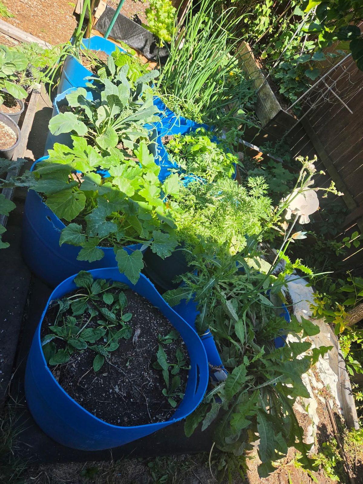 Herb planters at Rhodes Herbs