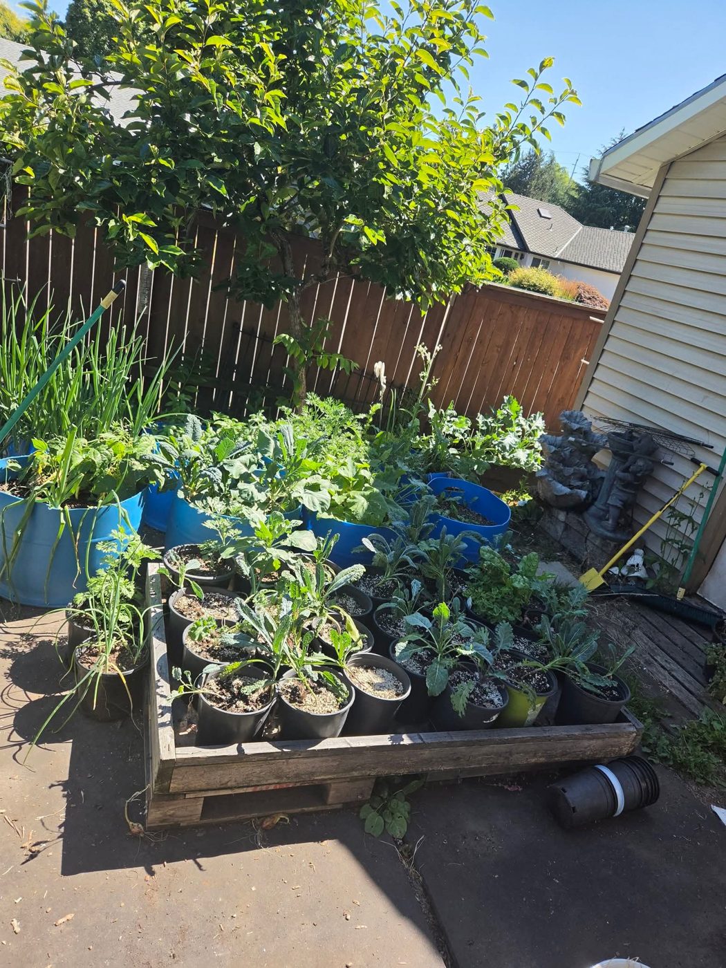 The Rhodes Herbs growing grounds in Beaverton, Oregon
