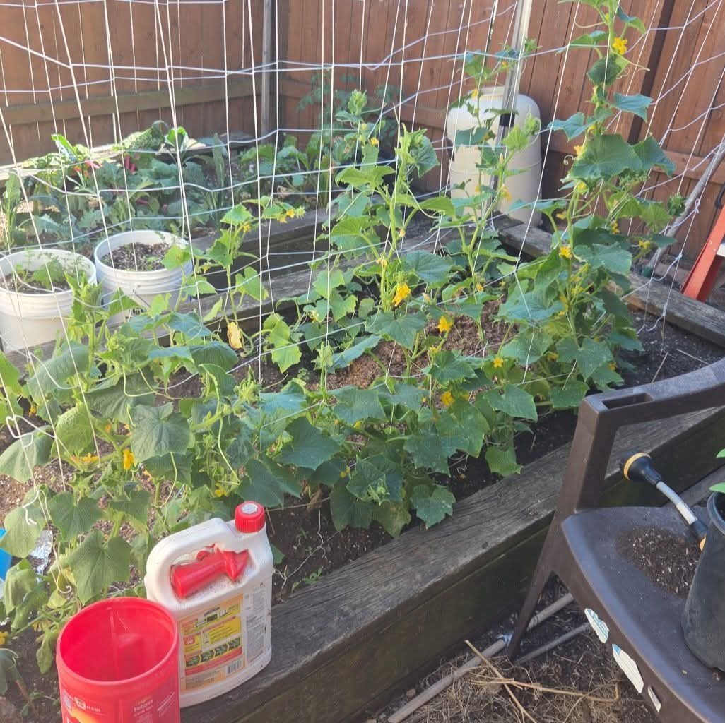 Cucumbers on the trellis at Rhodes Herbs