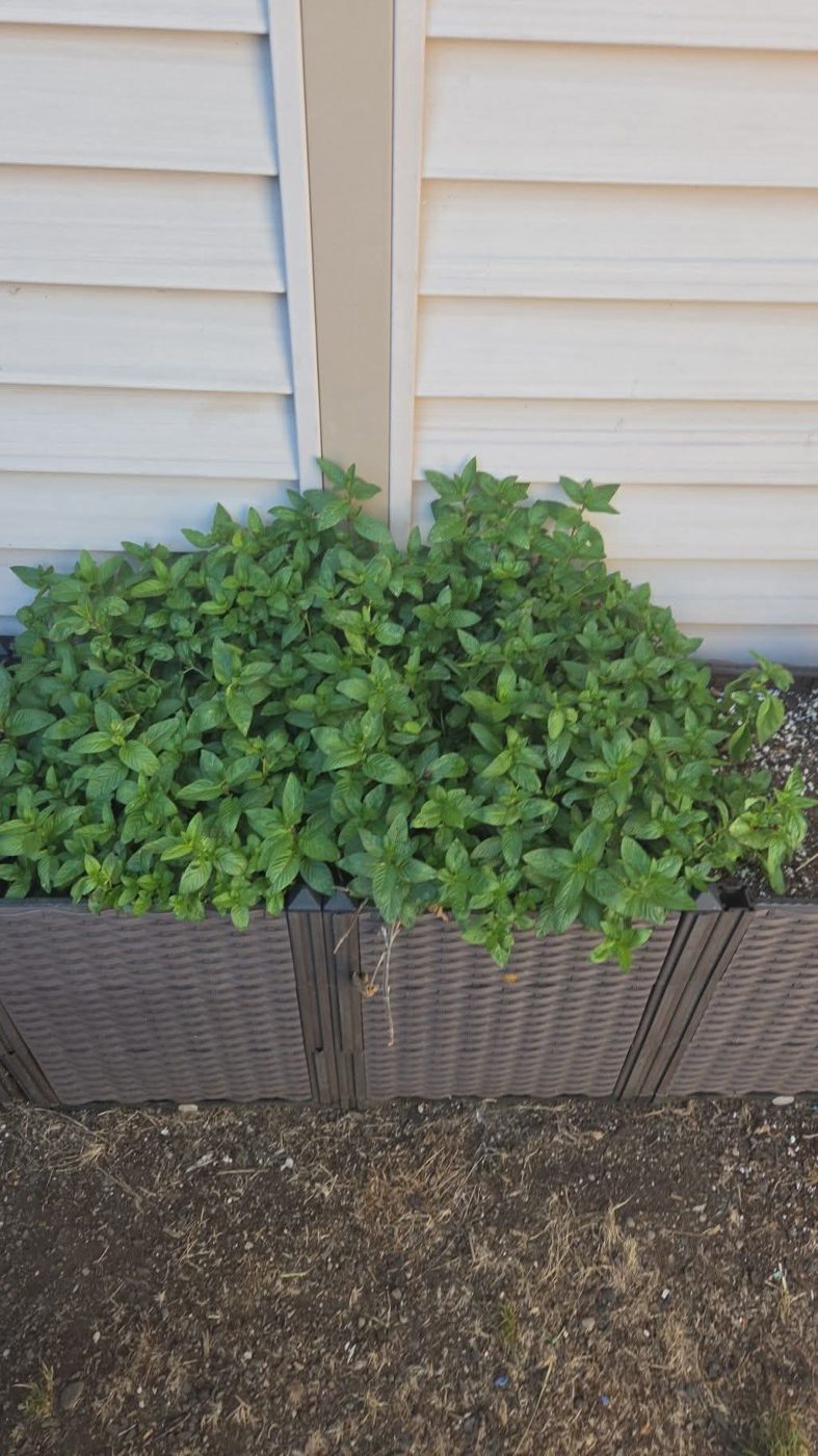 Mint growing at Rhodes Herbs