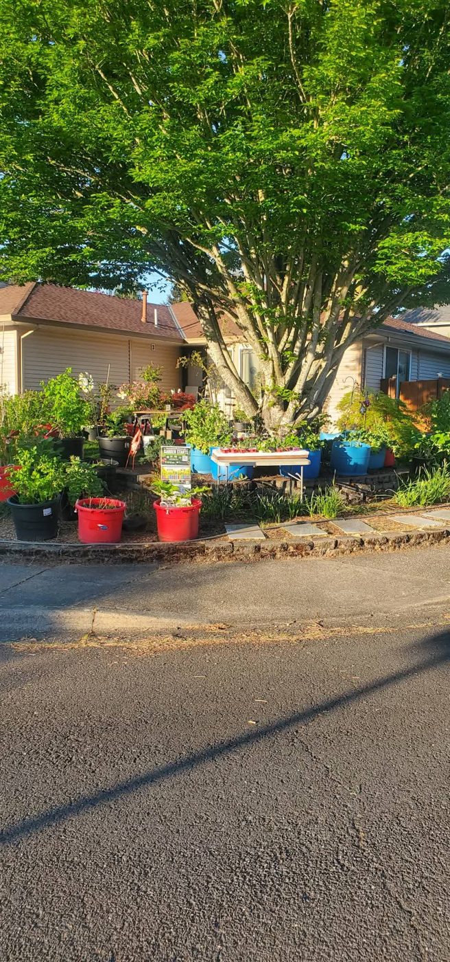 Rhodes Herbs plant sale setup