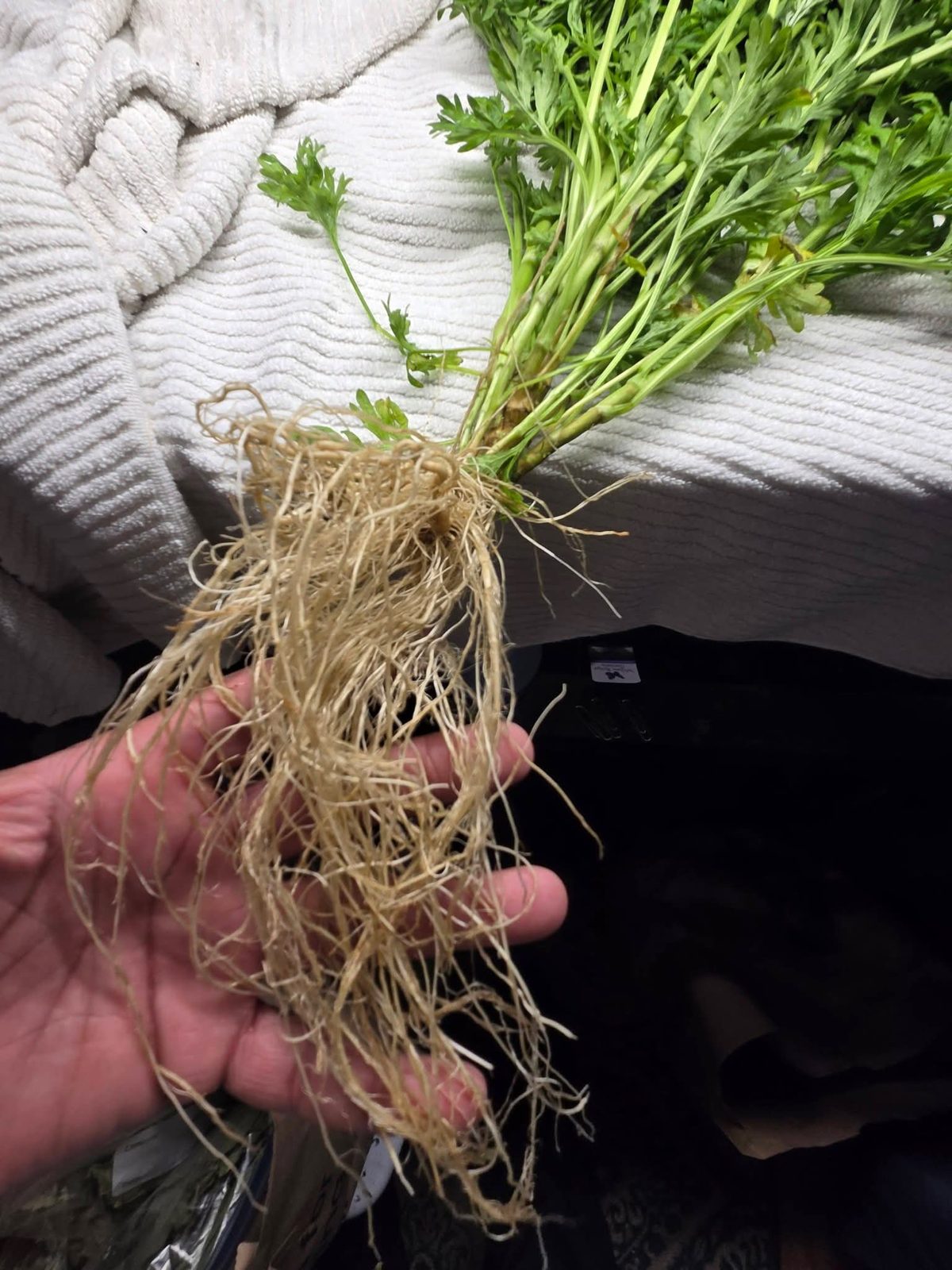Freshly harvested herb with roots, held in hand