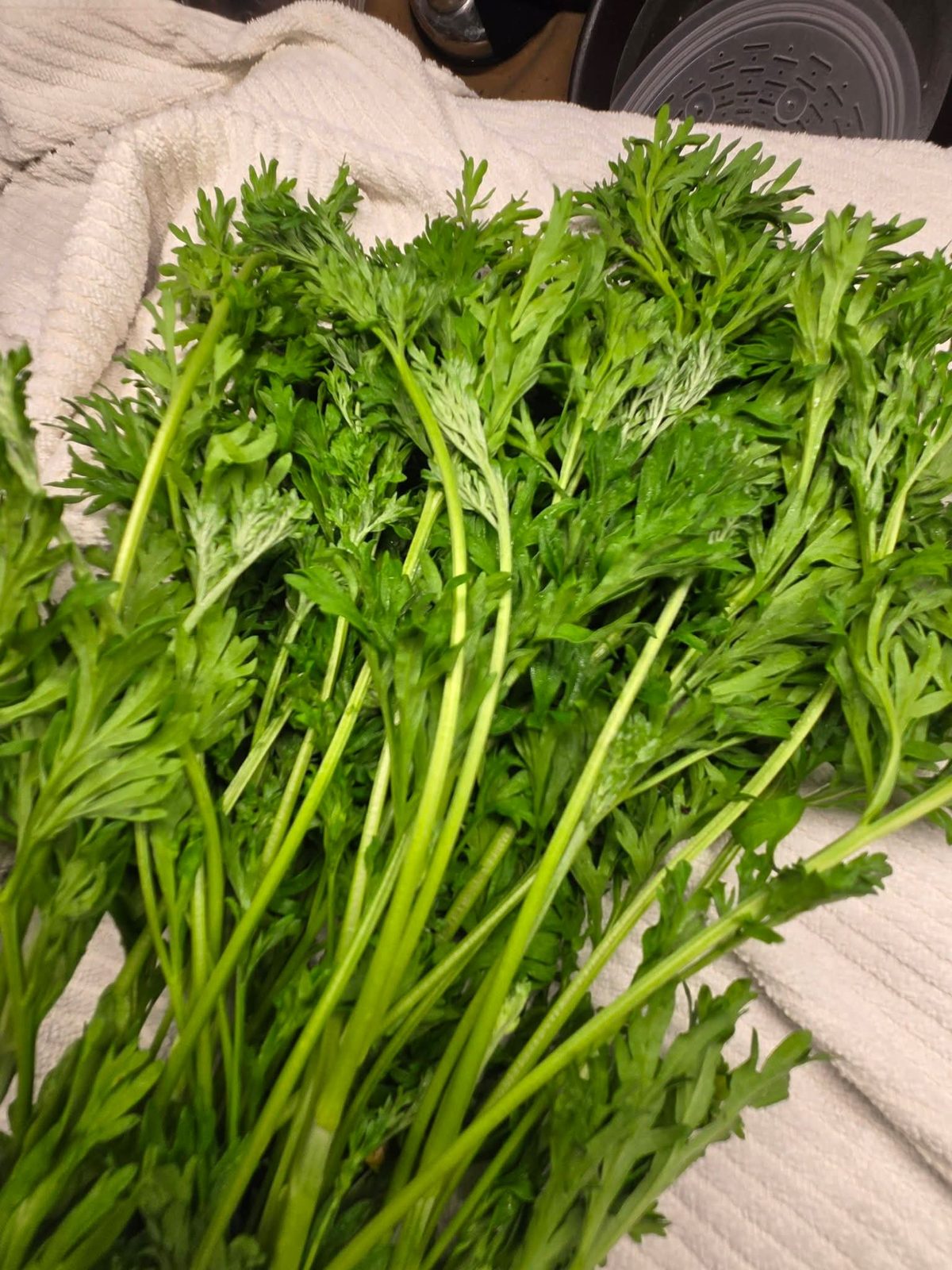 Freshly harvested herbs at Rhodes Herbs