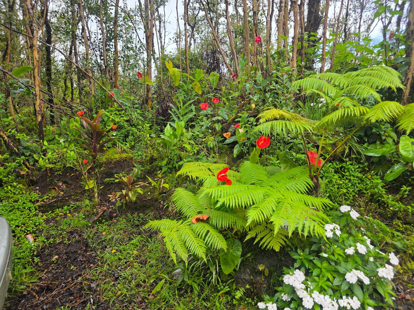 Lush greenery